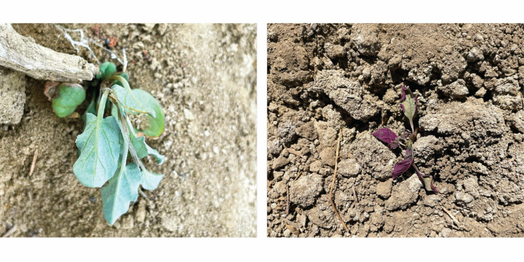 Weeds killed by a laser weeder